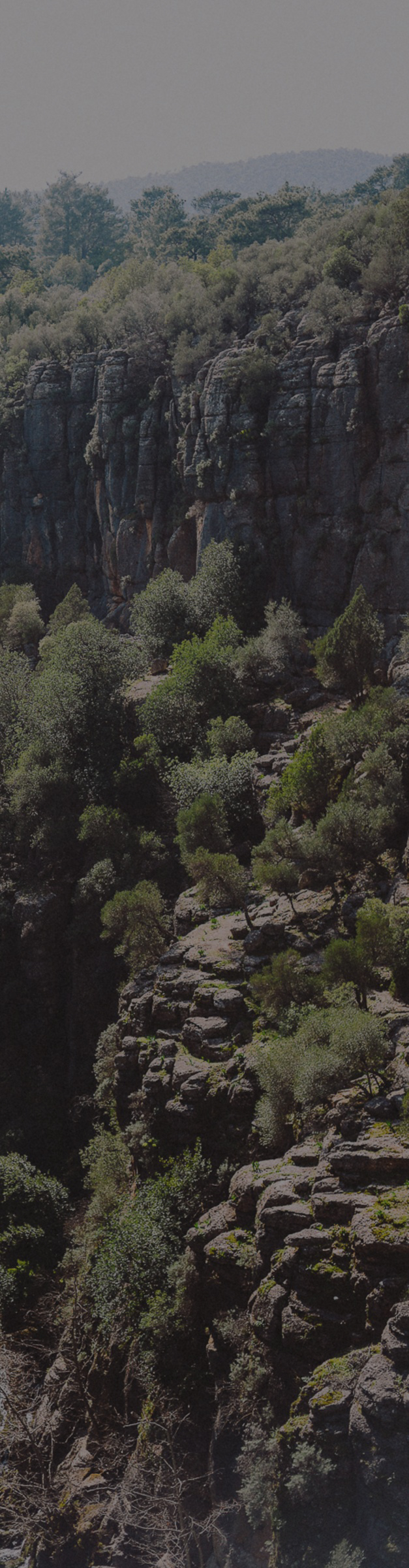 Dual Numbers and Automatic Differentiation