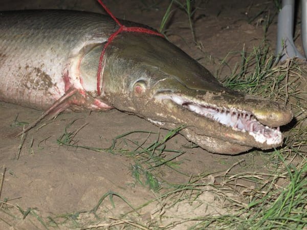 Alligator Gar on a leash.